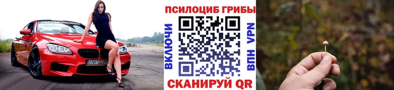 Псилоцибиновые грибы Psilocybe  Котельнич 